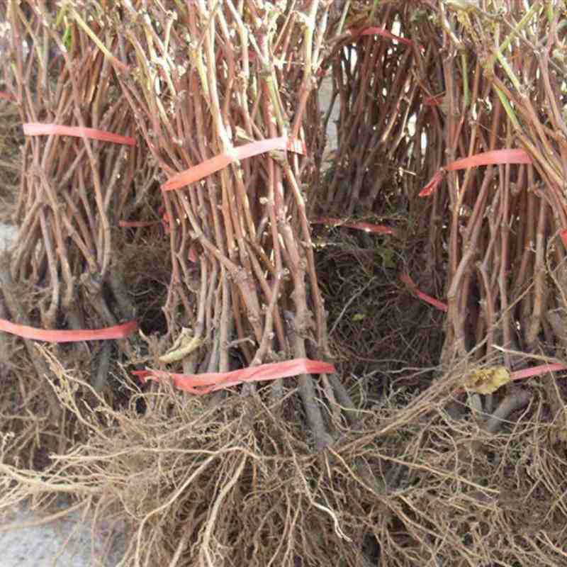 批发葡萄苗新品种无核翠宝葡萄苗紫甜无核葡萄树苗当年结果苗大苗