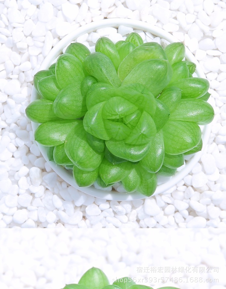 批发多肉水晶玉露 多肉植物水晶玉露 肉肉办公室桌面创意奇趣绿植