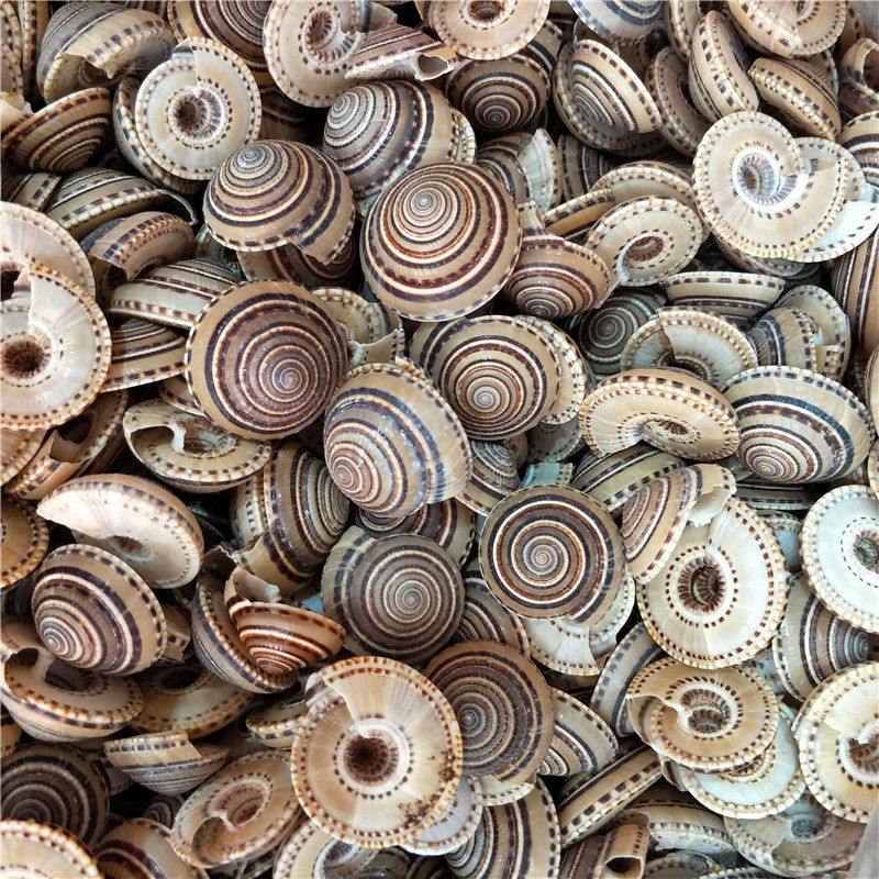 5-4cm海螺贝壳 黑线车轮螺 家居鱼缸地台装饰批发进口 车轮贝