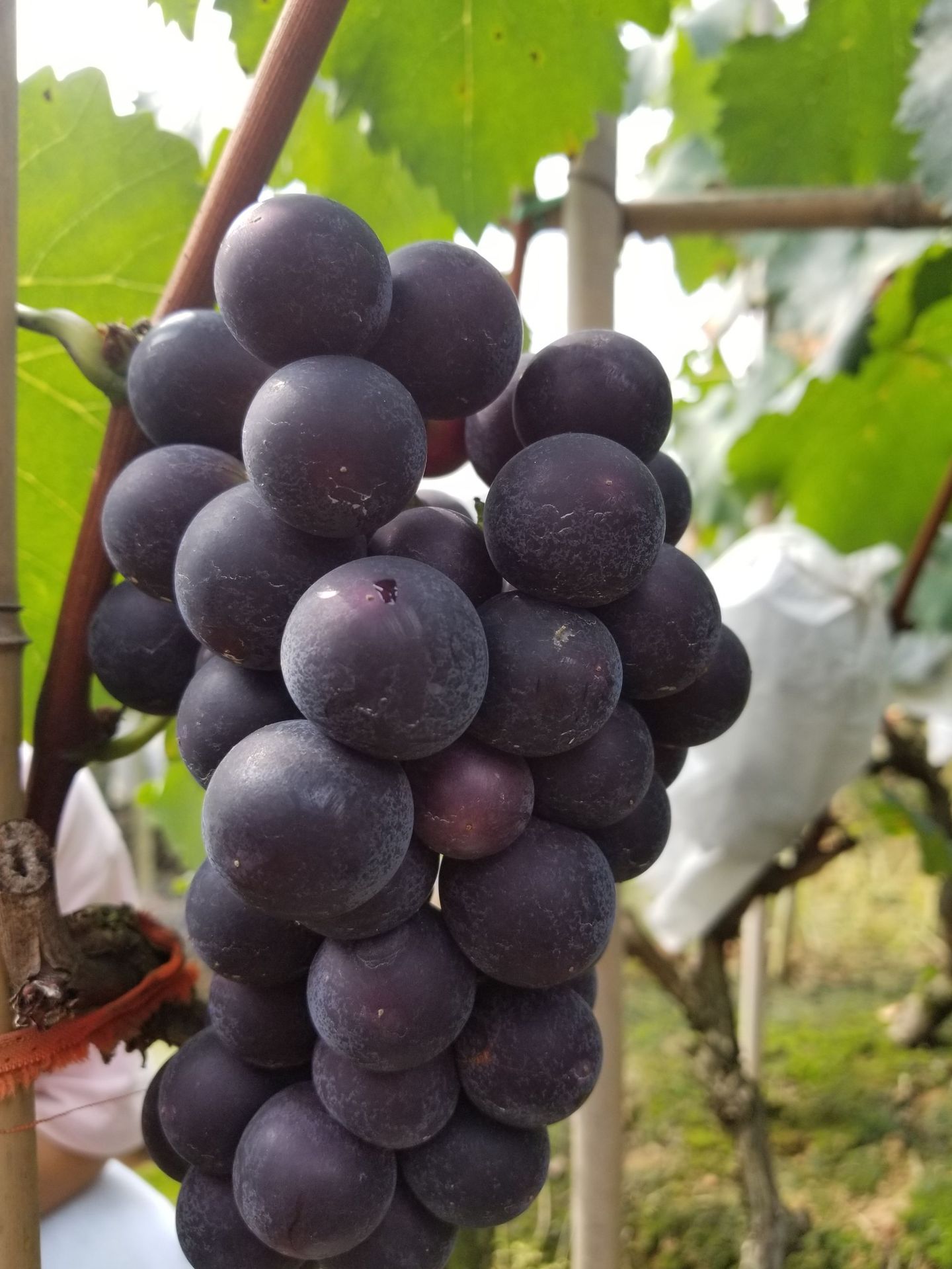 供应 优质巨峰葡萄 成都农场基地现摘现发