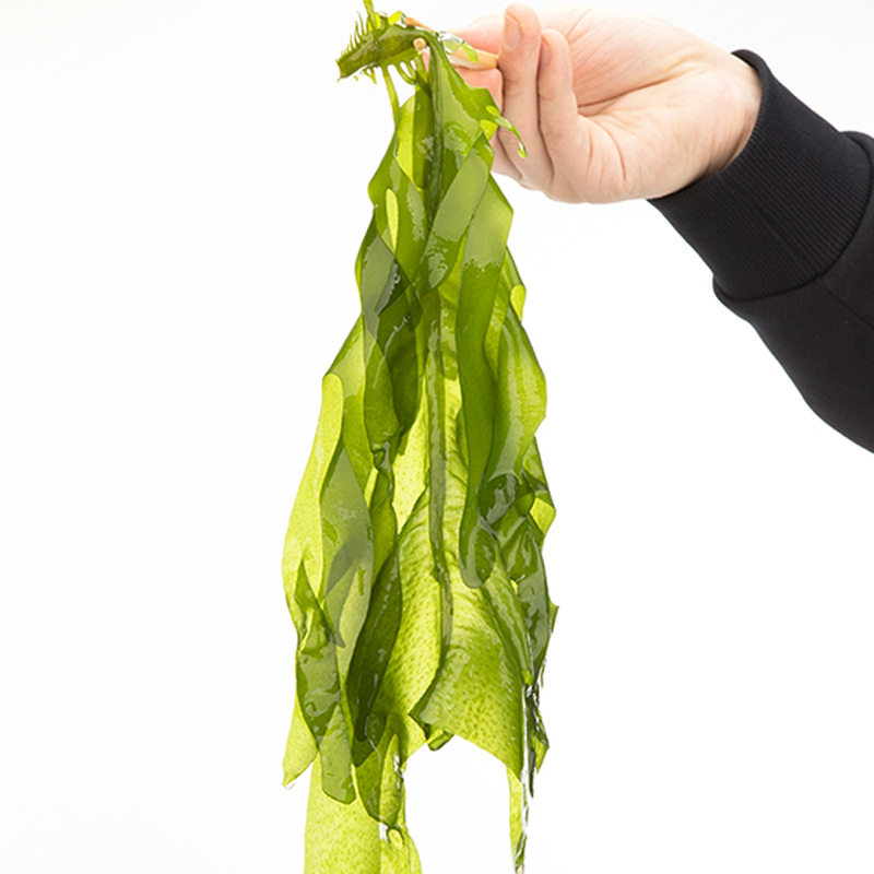 供应海藻裙带菜海白菜海木耳火锅食材海珍品