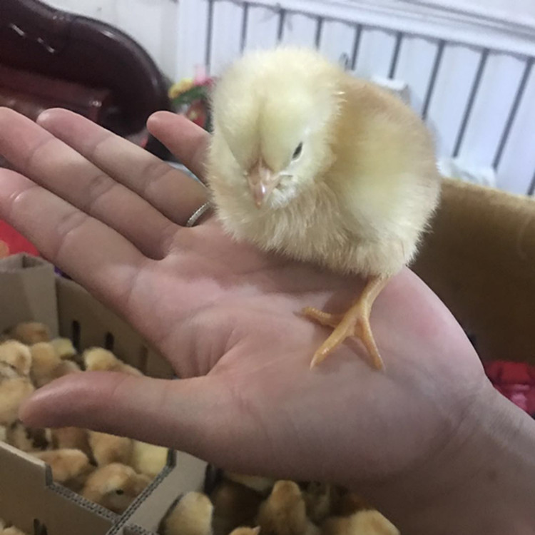 贵州省哪里出售白羽鸡苗 白羽土鸡苗 纯白羽肉鸡苗 鸡苗批发