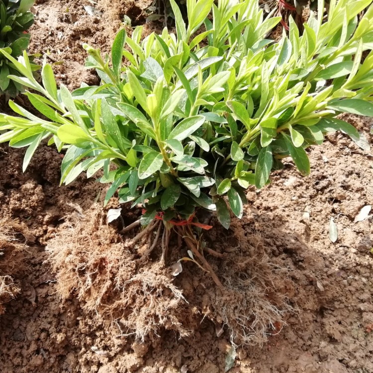 地被春娟小苗庭院园林苗木春娟苗 春娟树苗庭院盆栽观赏杜鹃小苗