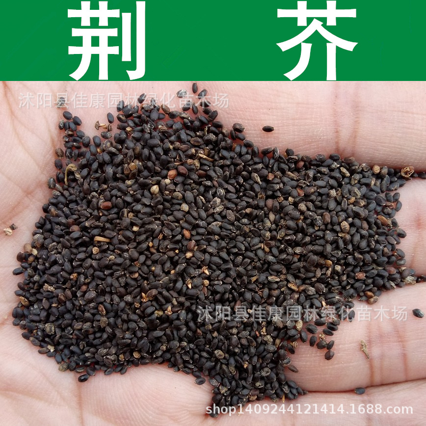 园艺蔬菜种子 优质荆芥种子 香荆荠 大叶荆芥种子 线荠 1件=1斤