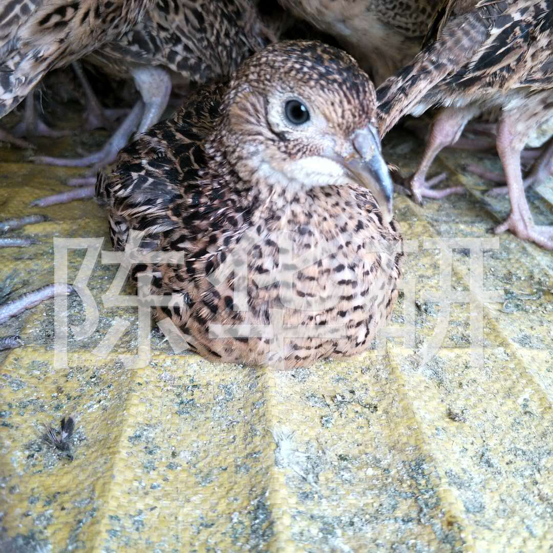 广西七彩山鸡苗*全国成活率高的珍禽种苗养殖场