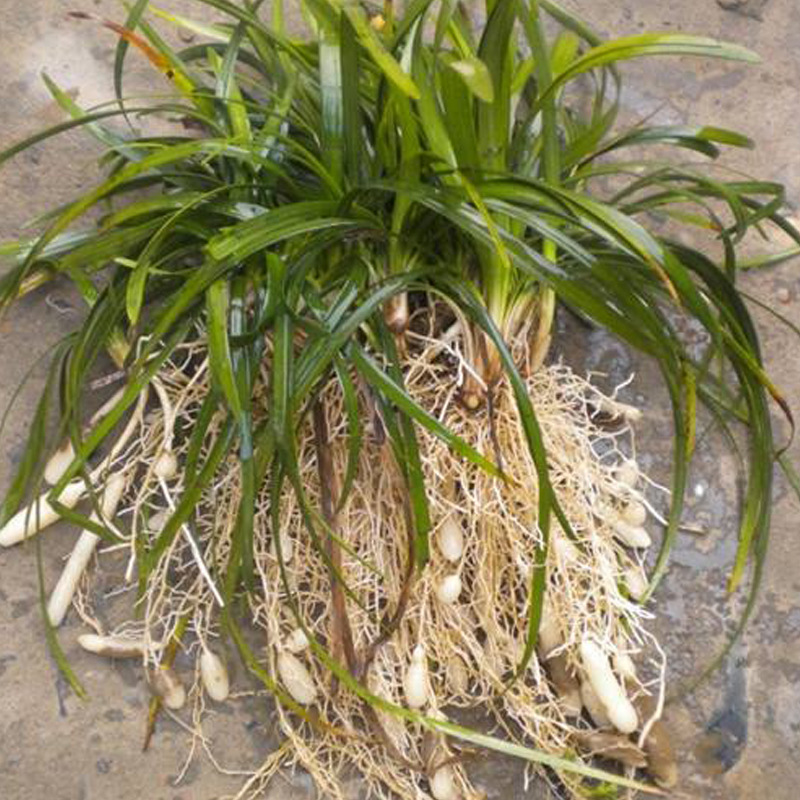 四川绵阳麦冬无硫野生麦门冬250g