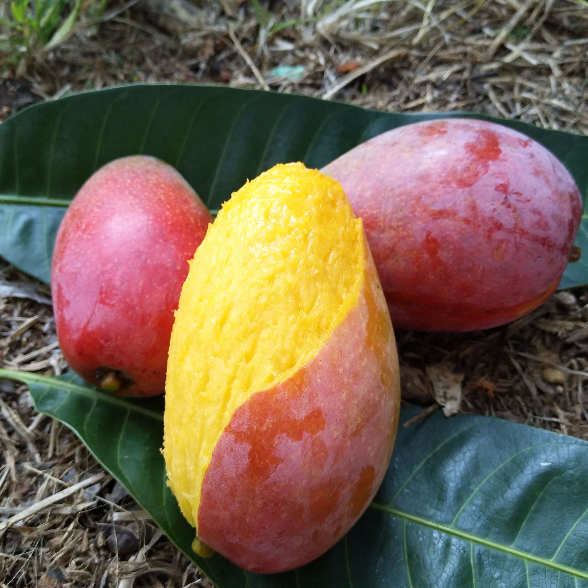 产地货源 广西贵妃芒小果9斤红金龙香甜核薄新鲜芒果批发一件代发