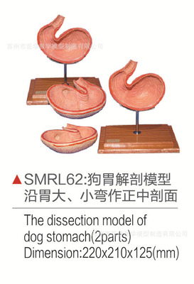 smrl62狗胃解剖模型