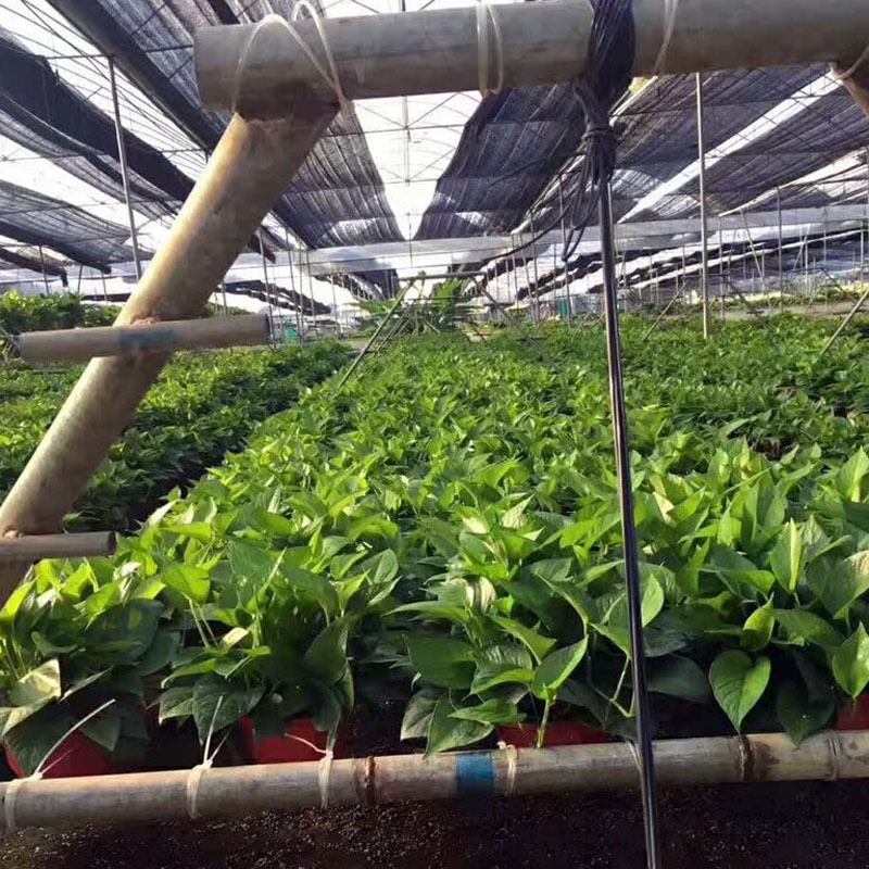 【基地直供】观叶植物室内花卉盆栽可水培 180红盆储水绿萝