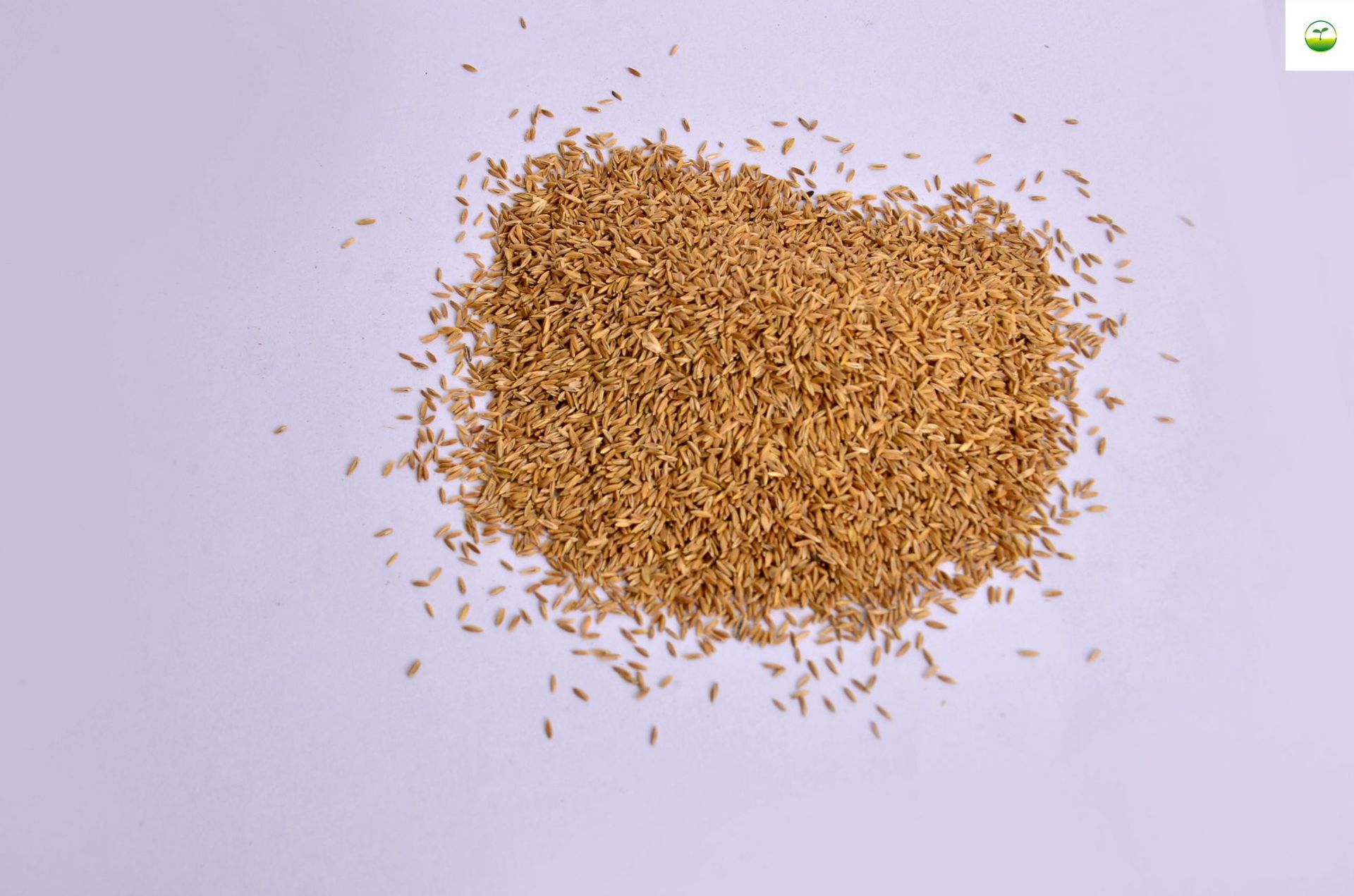 护坡草坪种高羊茅黑麦草百慕大狗牙根种草马尼拉四季青护坡种