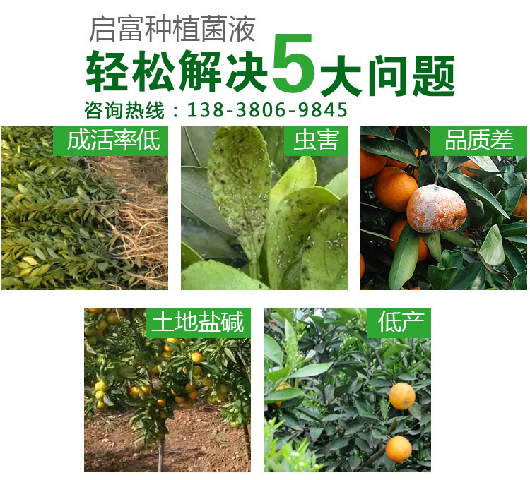 柑橘种植常见问题