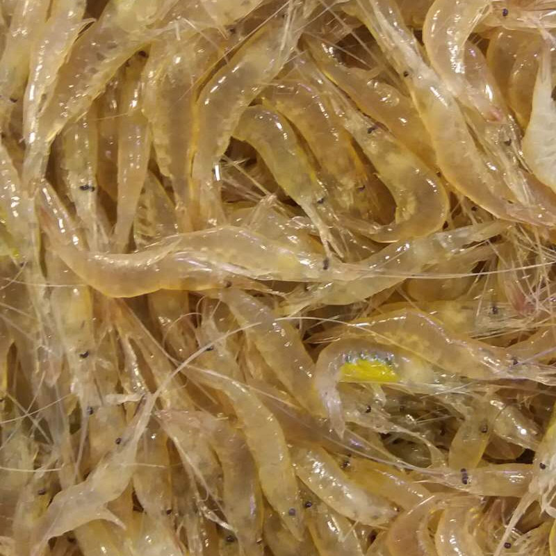 小河虾 淡水白虾 河虾仔 鲜冻虾仔 板冻含冰 10包*2斤/件