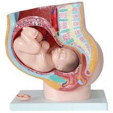 骨盆含妊娠九月胎儿模型  计划生育模型