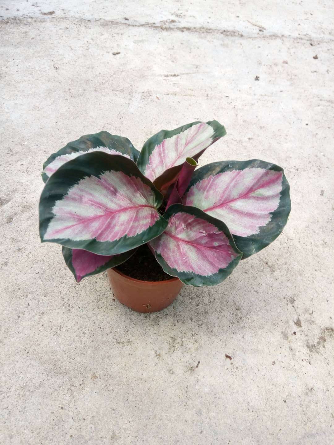 【基地直销】批发室内观叶观赏小盆栽绿植 90#玫瑰红竹芋净化空气