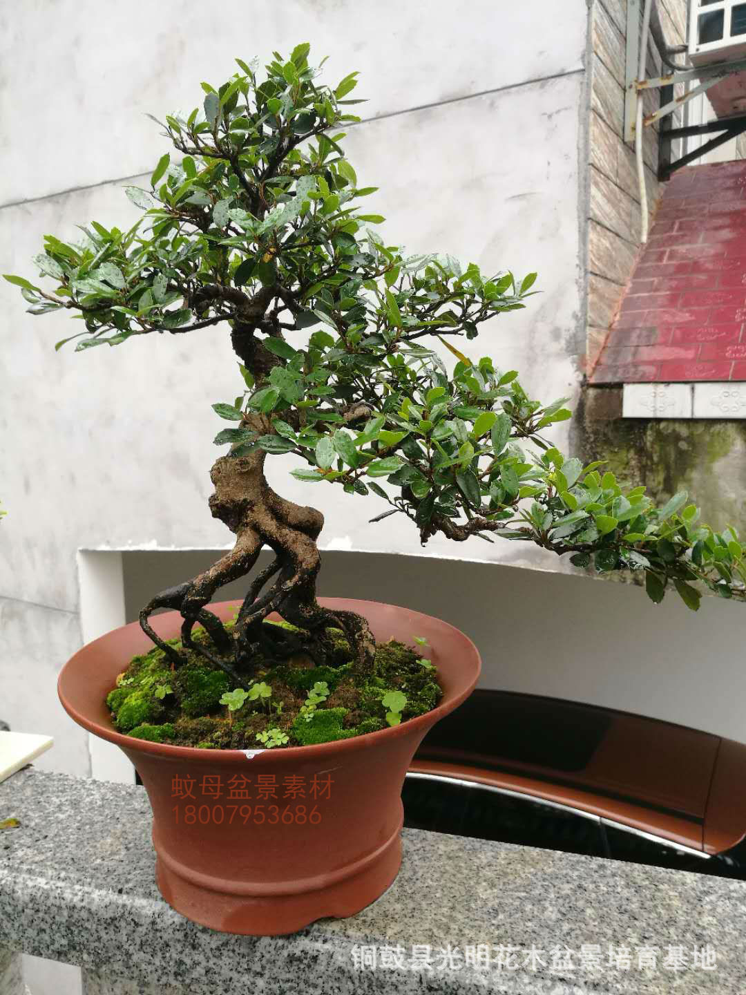 蚊母盆景批发,优良观叶高档中华蚊母盆景素材基地提供