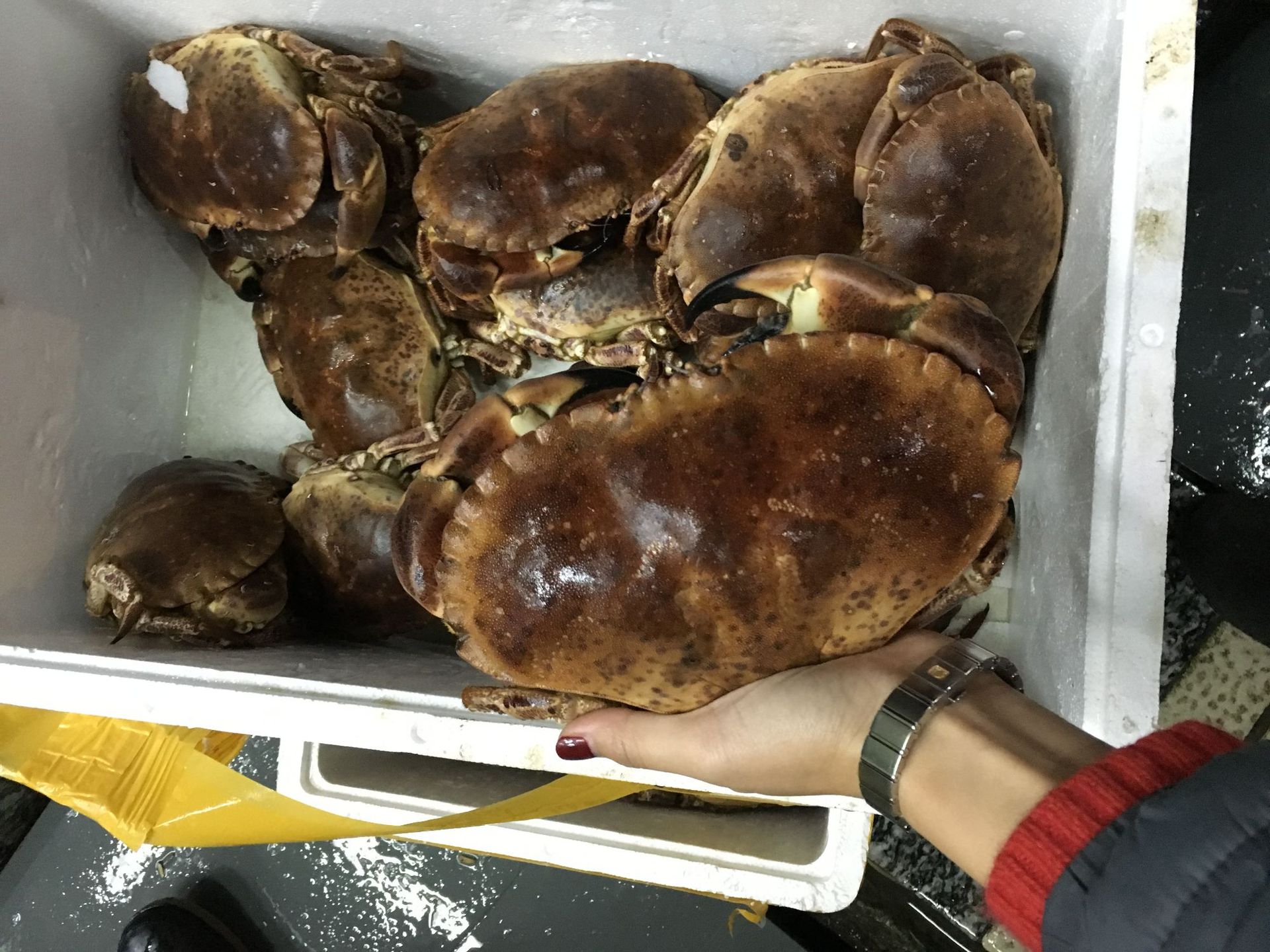 批发进口英国面包蟹酒店食材水产海鲜大螃蟹黄金蟹棕蟹鲜活面包蟹