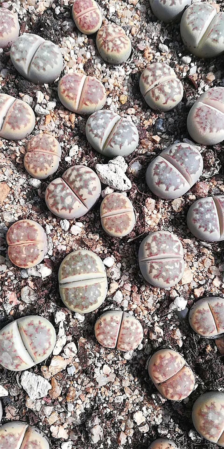 2093多肉番杏科植物大棚批发 丽虹玉f357单头1.5cm左右多肉生石花