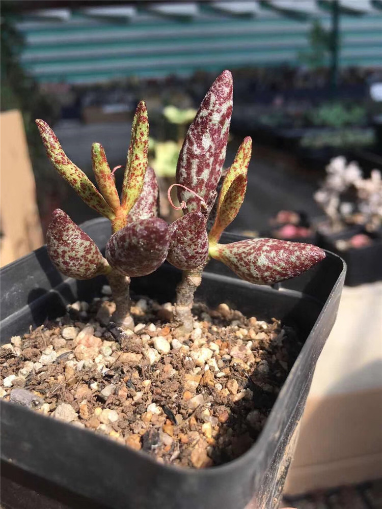 2233多肉植物大棚盆栽批发红斑玛丽安盆65cm状态好多肉品种