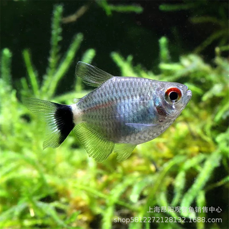 球灯鱼活体 球形银屏灯 群游性强 热带观赏鱼活体 小型灯科鱼批发