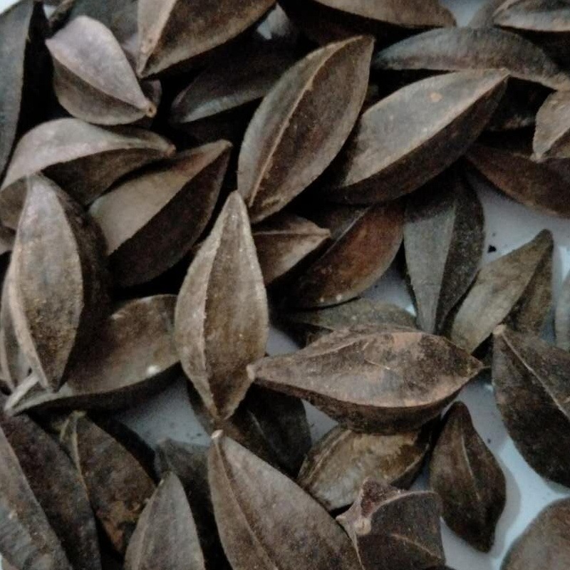 飒枫中药材 使君子/留求子/史君子/五棱子 大货批发 厂家直销