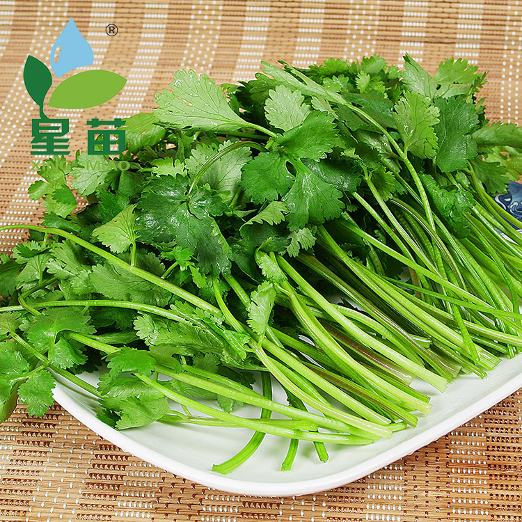 意大利香菜种子芫荽蔬菜种子纤维少香味浓全国招商