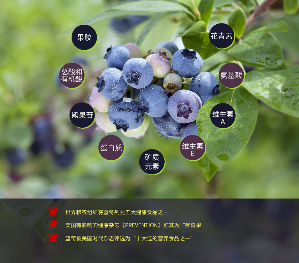 果酒 酒厂自营凯缘春有机蓝莓红酒 12度单支装蓝莓果酒批发