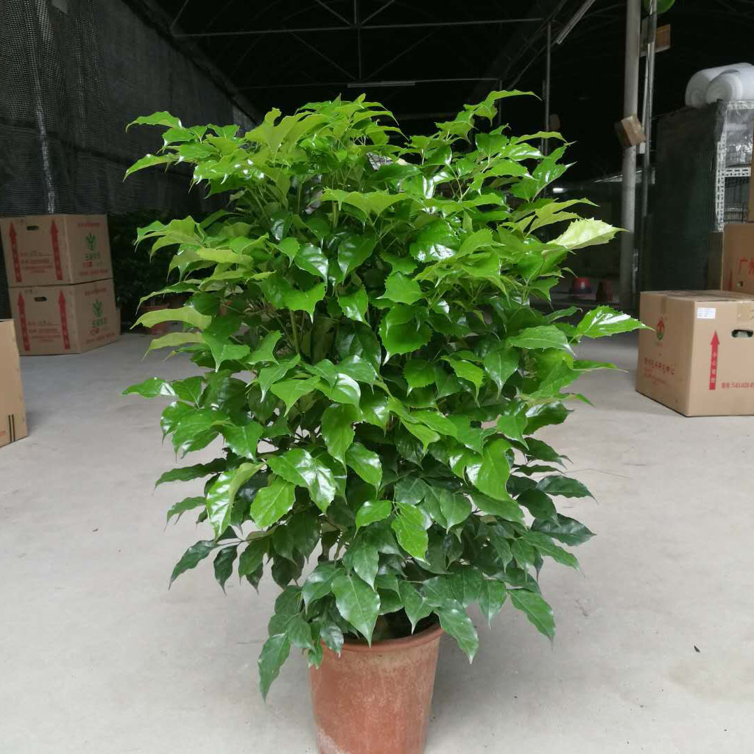 批发室内客厅大型观赏盆栽75-80高左右 280# 幸福树 平安树 绿宝