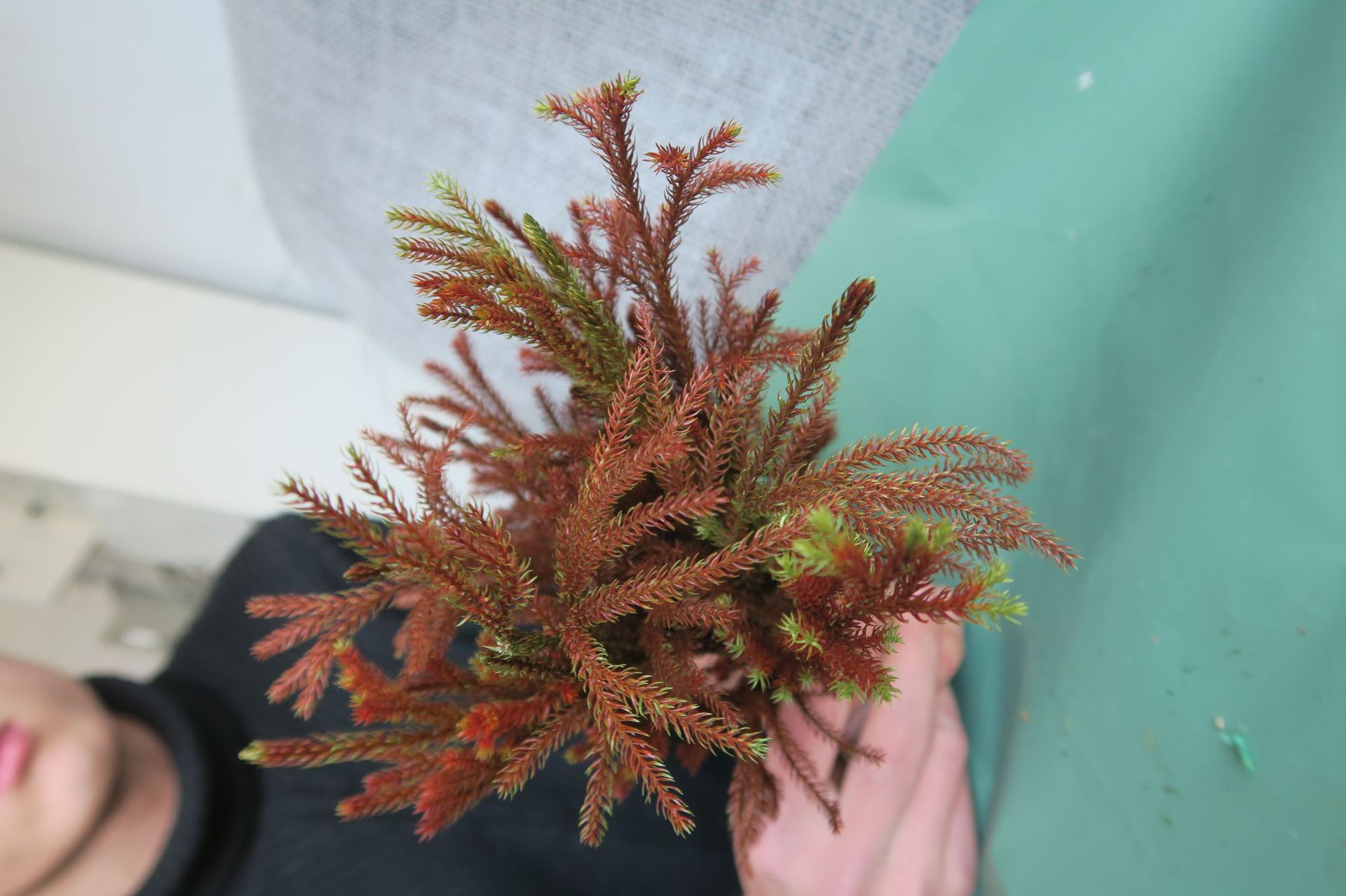 云南金先生永生花材批发 石松 厂家直销辅材红绿蓝紫金黄色石松枝