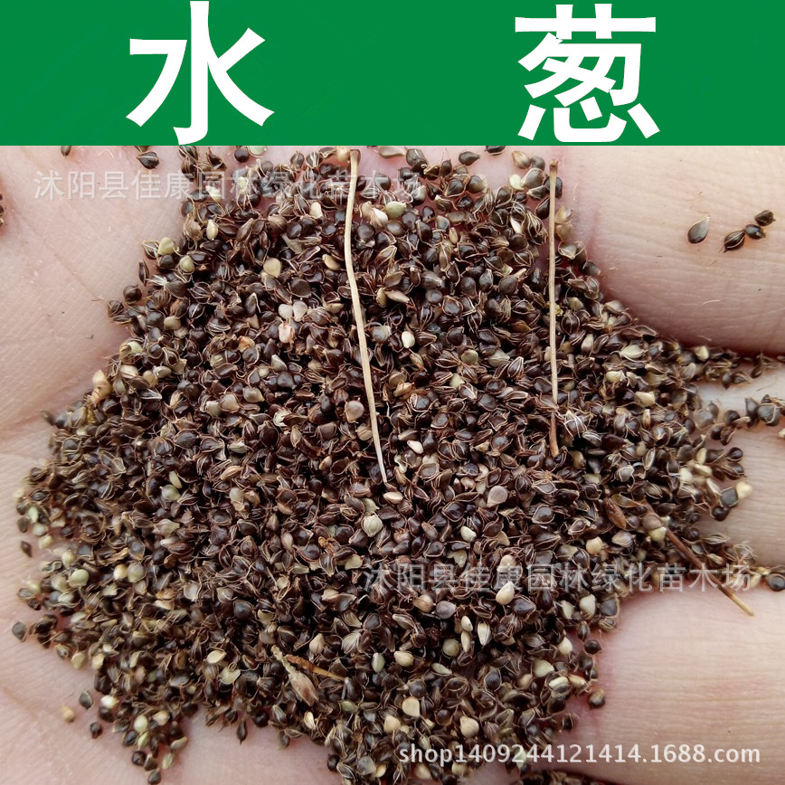 水生花卉 优质水葱种子 莞草 葱蒲种子 水丈葱 冲天草籽 1件=1斤