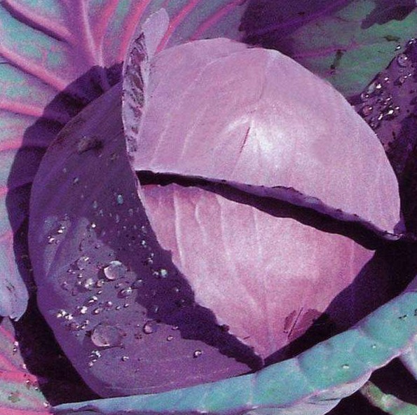 紫甘蓝5斤紫包菜球生菜新鲜紫色的西餐蔬菜沙拉食材 包运费