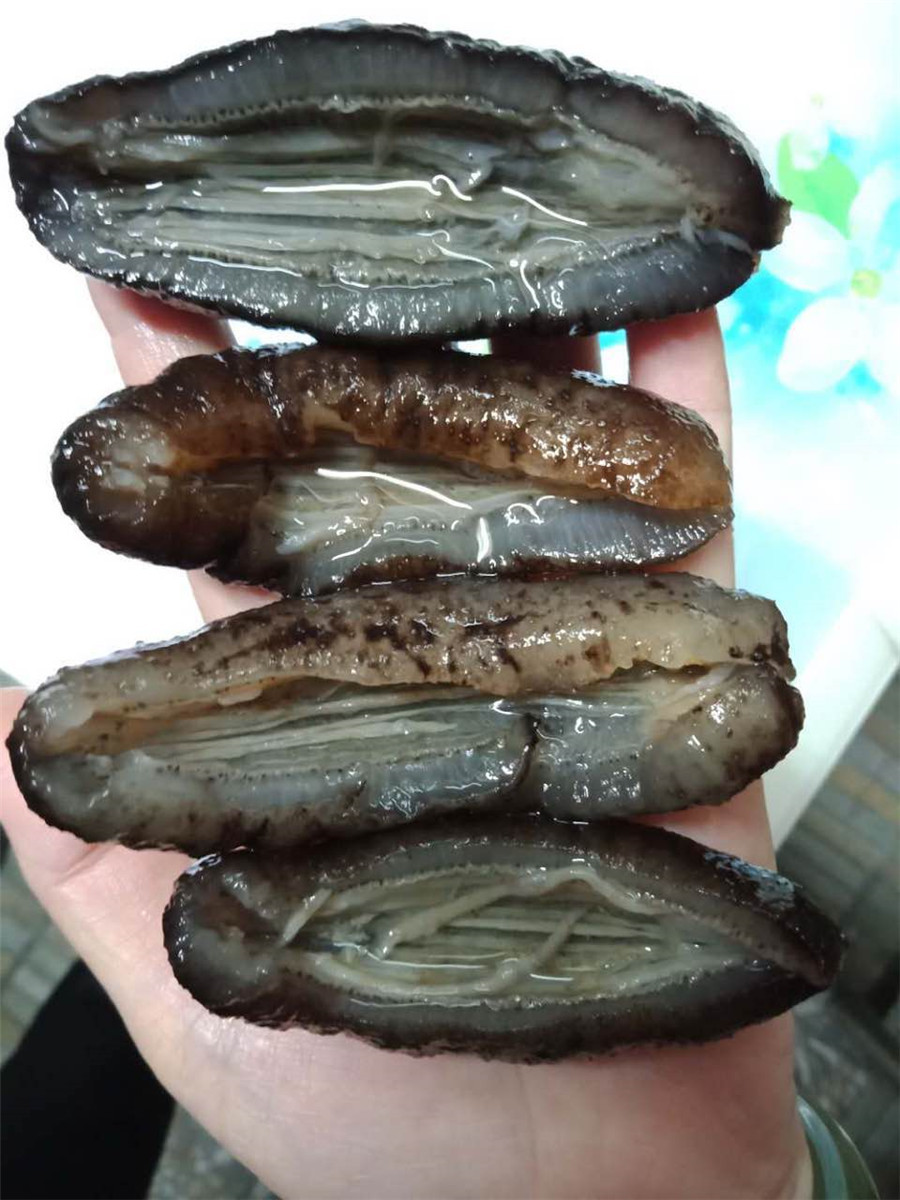 招商土耳其参土耳其小米参