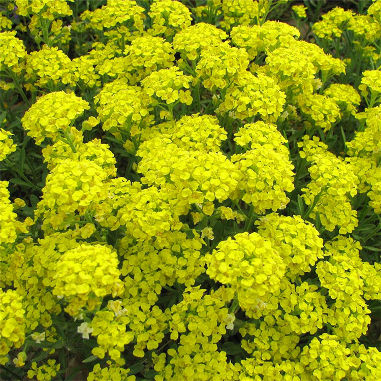 岩生庭芥种子优质多年生岩生庭芥花种野花组合景观花种子批发