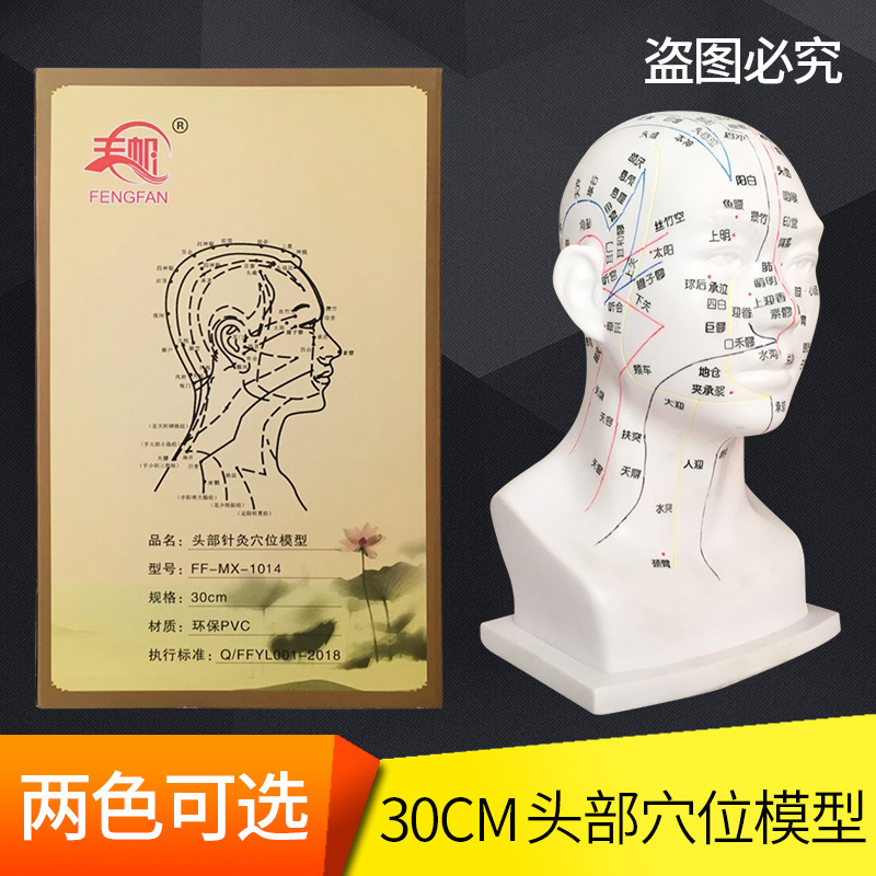30cm头部穴位模型中医用人体经络图教学大头部四功能针灸腧穴头模