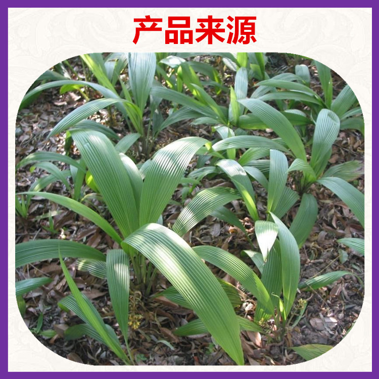 仙茅提取物10:1 仙茅根粉 地棕独茅萃取粉 仙茅根提取物 现货包邮图片