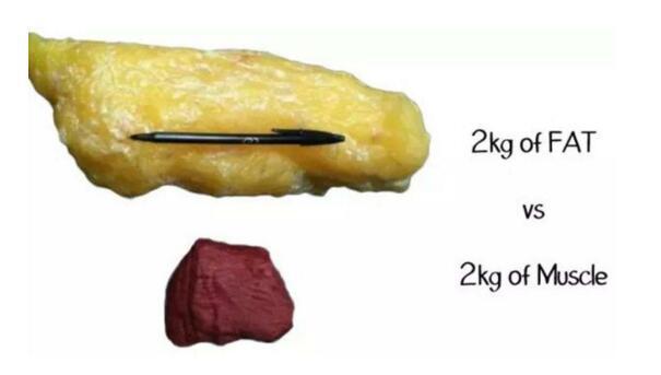 综上所述,坏脂肪还是好脂肪,都是含有热量的,从生物学上讲,脂肪