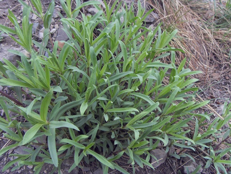 柴胡种子 中药材种子 柴胡纯新种子 黑柴胡种子 31号 黄柴胡种子