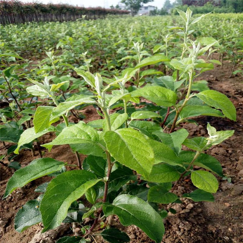 早熟矮化嫁接苹果苗基地现挖现卖便宜价格出售当年结果红肉苹果苗