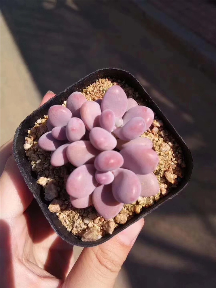 963精品多肉阳台品种批发 水光针桃蛋3头 品相美裸根发包邮多肉