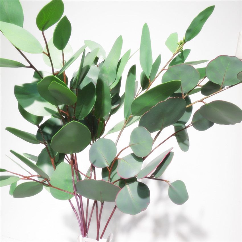 叶尤加利,心形尤加利,圆叶尤加利颜色否是否进口否是否专利货源纸箱包