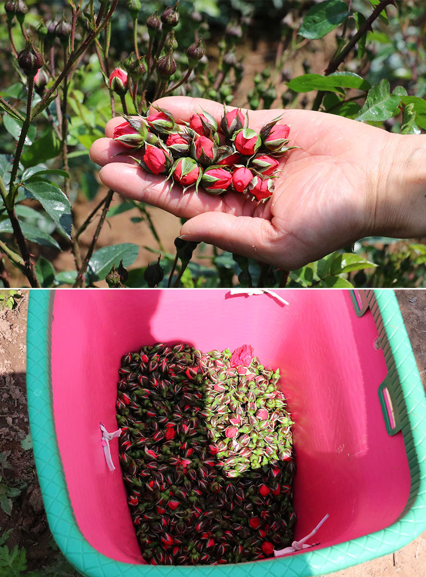 否 原产地 云南 售卖方式 食用农产品 原料与配料 金边玫瑰 净含量