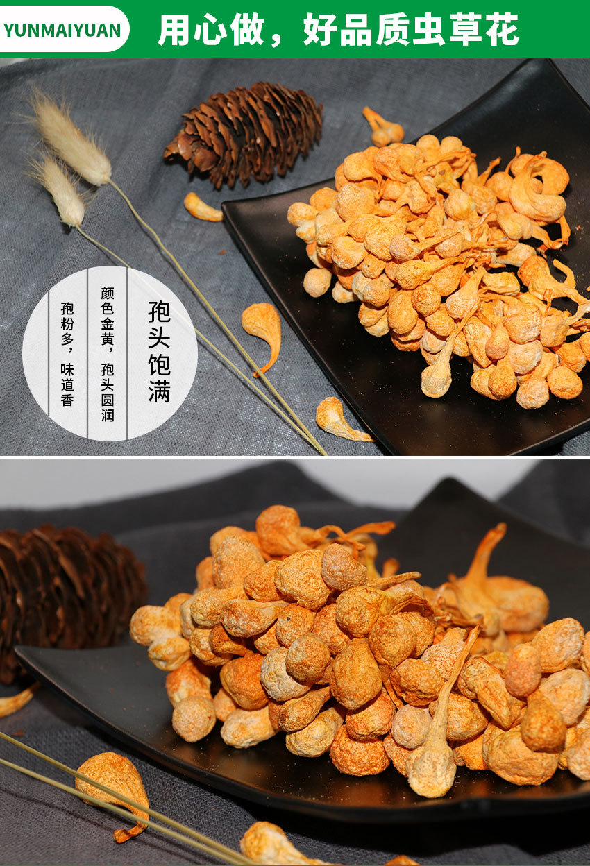 虫草花孢子头 干货排草批发 孢头大味道香金虫草一件代发