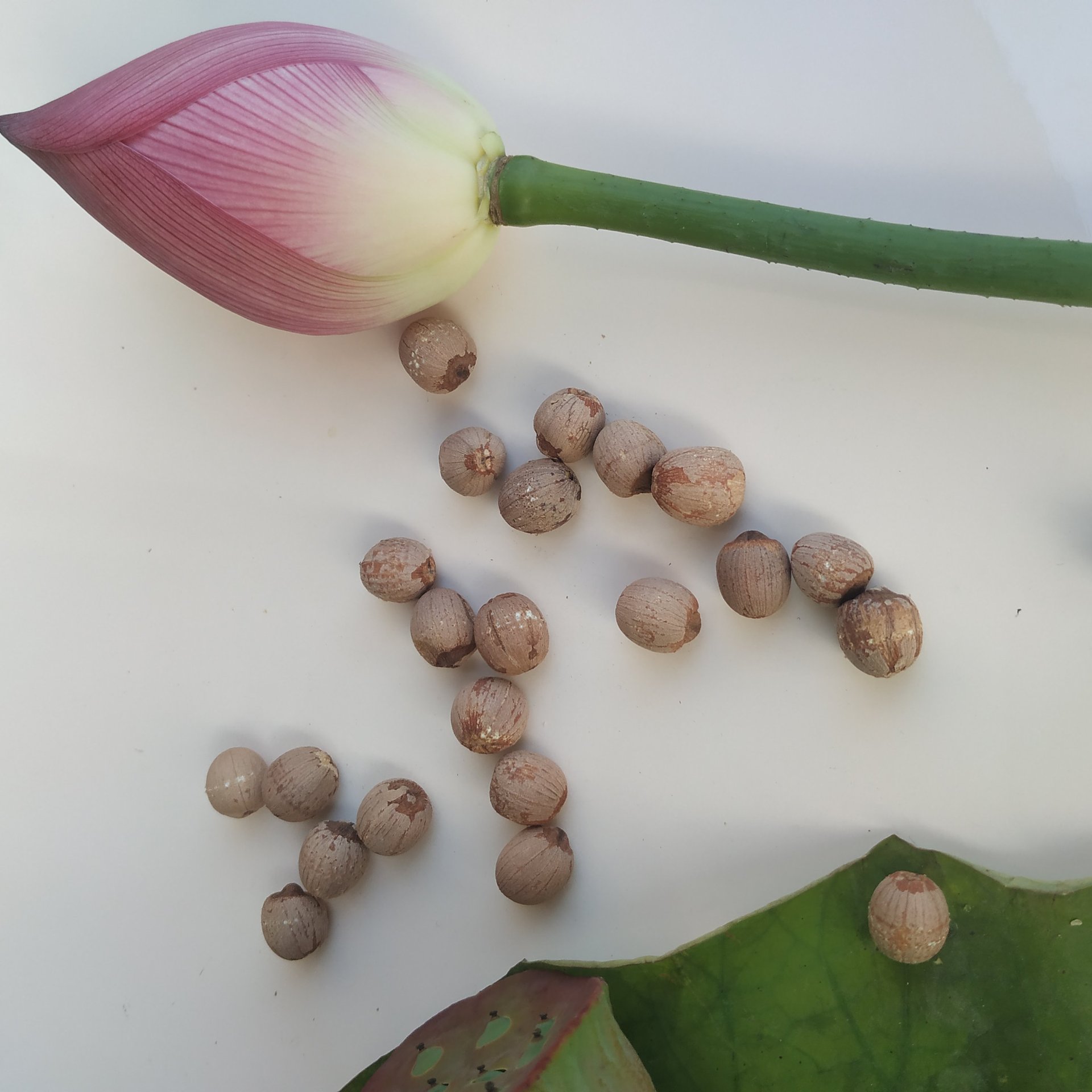 湖南湘潭莲子干货 有心红莲子 有芯红皮莲子带芯湘莲子米批发