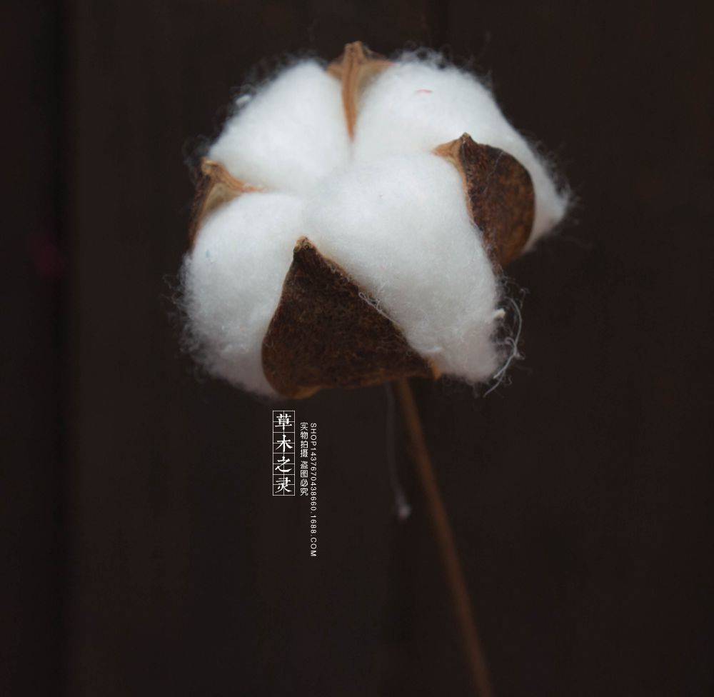 棉花干花彩色ins自然风格店面家居装饰单支植物手工工艺品