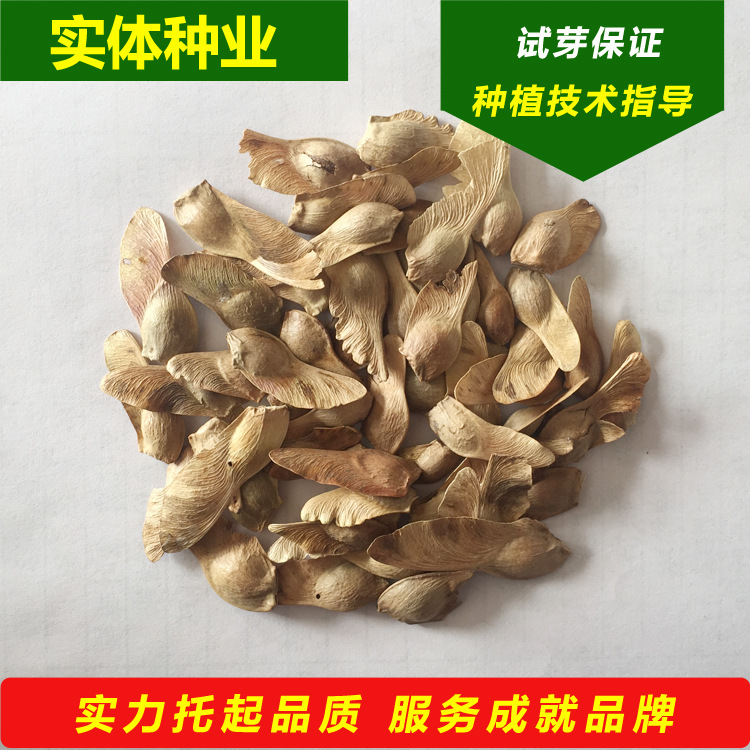 批发 五角枫种子 优良枫树小苗 东北建圃用绿化苗木种子 量大从优