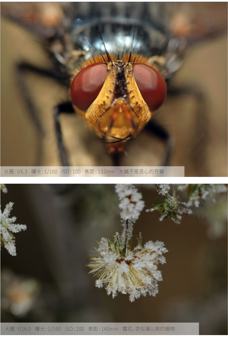 合系列近摄镜微距镜头单反放大镜12层多层镀膜49-82mm尺寸齐全