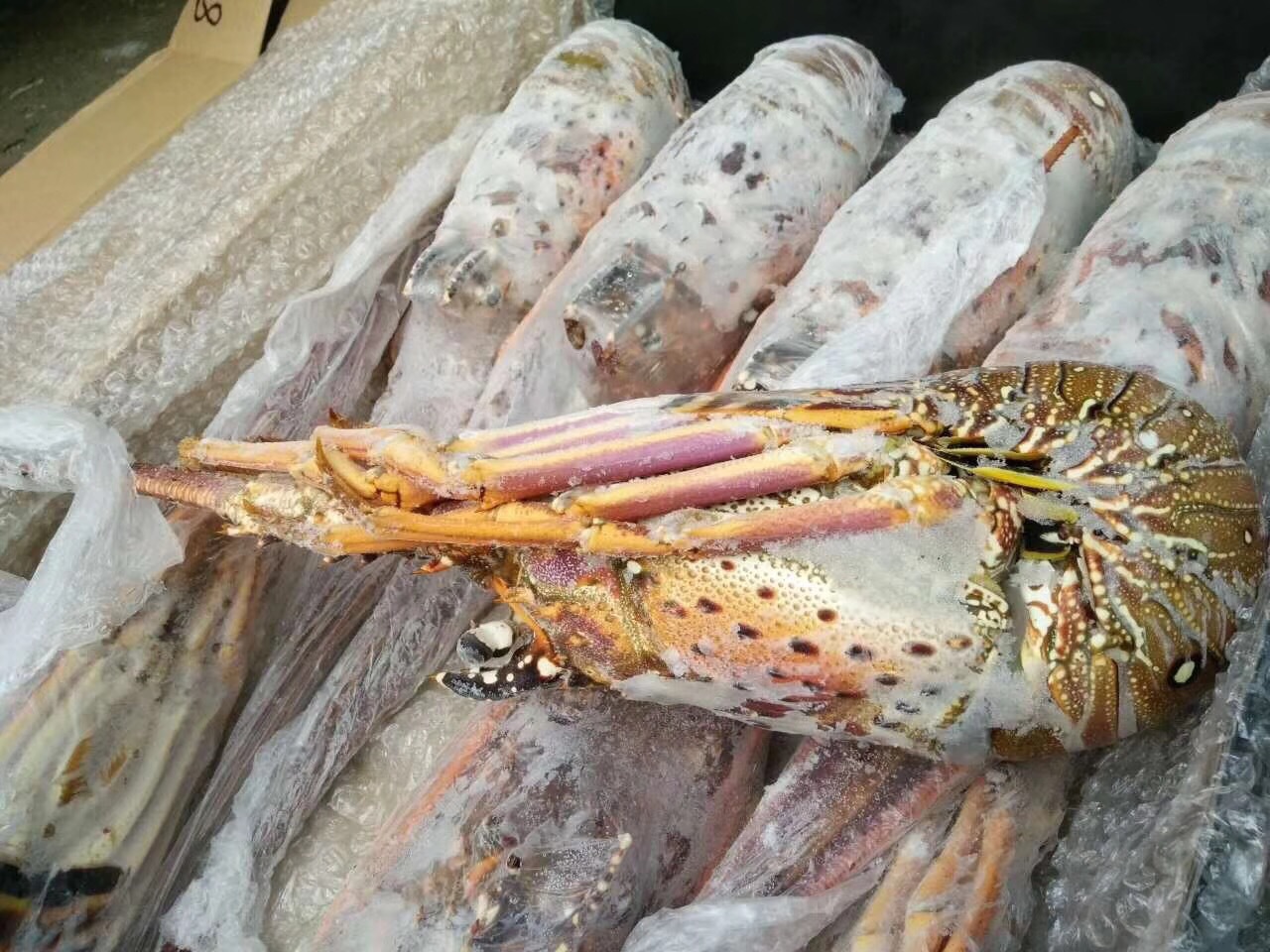 巴西龙虾 巴西龙 进口龙虾 大龙虾 进口海鲜批发 冻龙虾