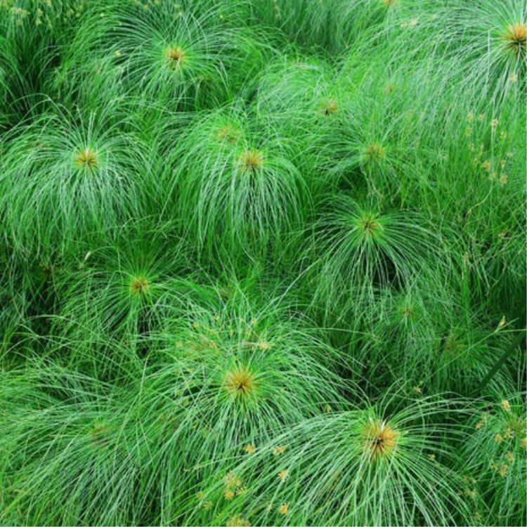 批发水生植物 莎草 细叶莎草 纸莎草 水体绿化 水生绿化 举报