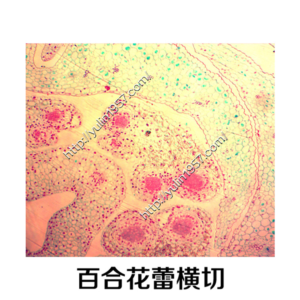 百合花蕾横切植物类生物学切片标本 生物玻片 植物切片