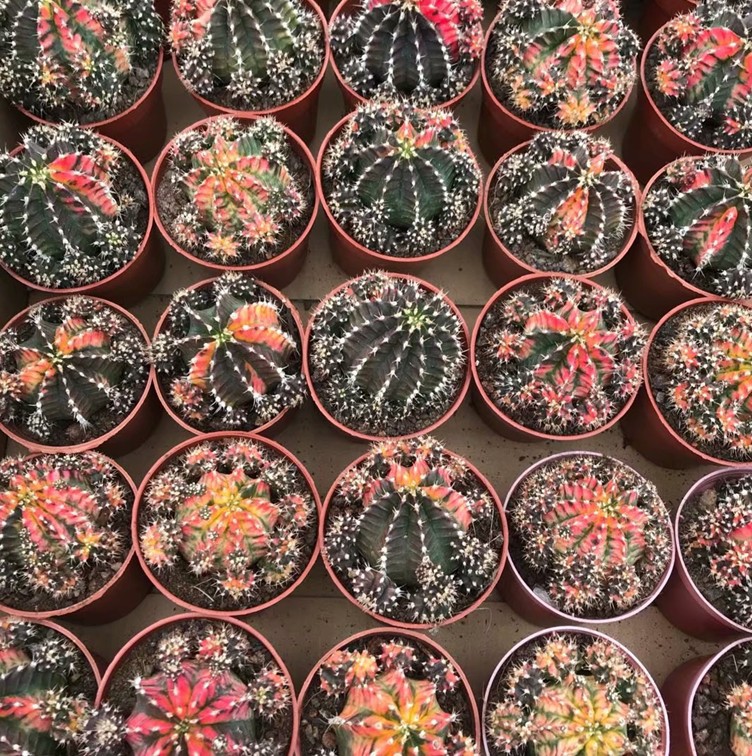 五彩牡丹群 仙人球 带崽 实拍 约8cm 脱盆发货 少根或无根