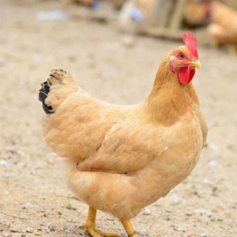 三黄鸡苗 广西黄鸡苗 土1鸡苗
